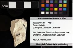 Foto (Objket + Etiketten) von Decapoda indet. 